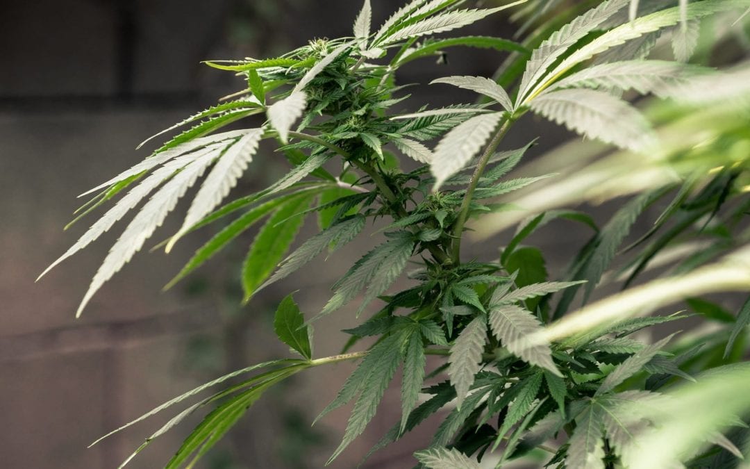 Where will Medical Cannabis go After Recreational Cannabis Legalization?