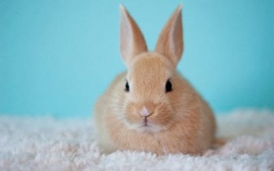 California’s Cruelty-Free Cosmetics Act Gains Approval from State’s Democratic Party