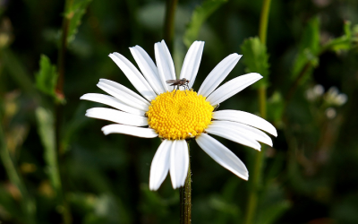 The Health and Safety of Avoiding Insect Bites