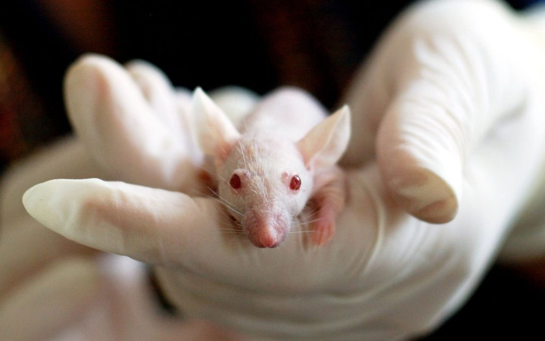 Cosmetics Animal Testing Ban